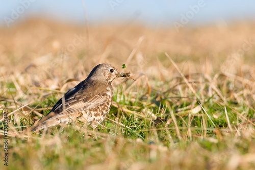 Wallpaper Mural Song thrush aka Turdus philomelos found seeds on the field in winter. Seed in beak. Common european songbird. Torontodigital.ca