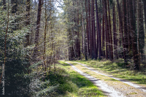 a path in a forest in north Germany close to the city of Rostock photo