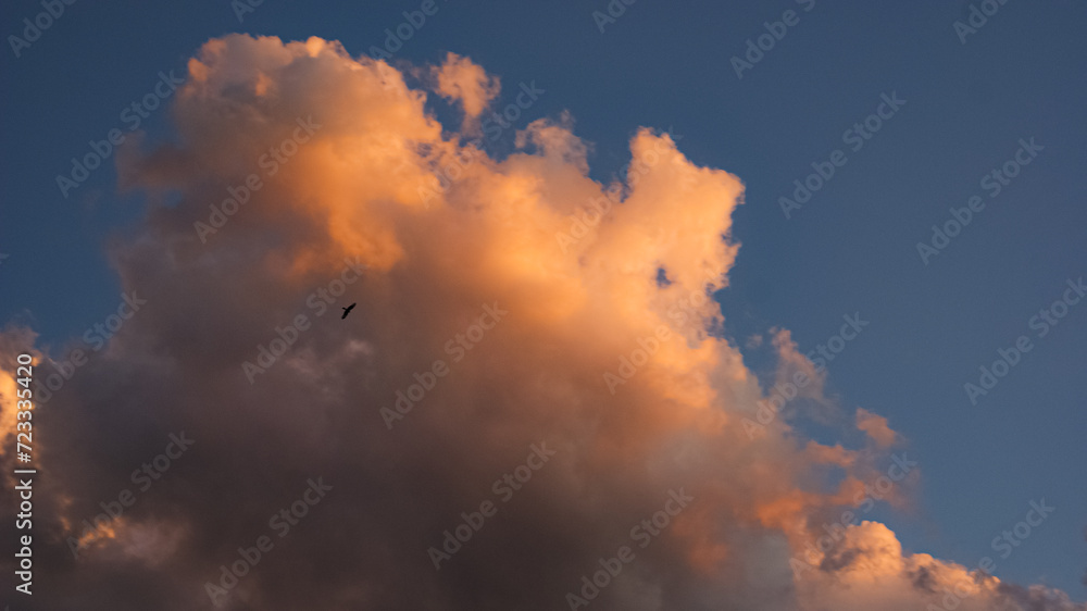 Un ave solitaria en el cielo azul Un ave solitaria en el cielo azul