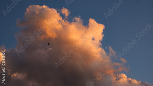 Un ave solitaria en el cielo azul (ID: 723335420)