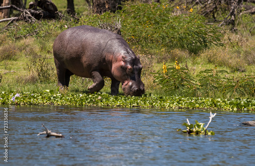 Hipopotam na brzegu jeziora Naivasha Kenya