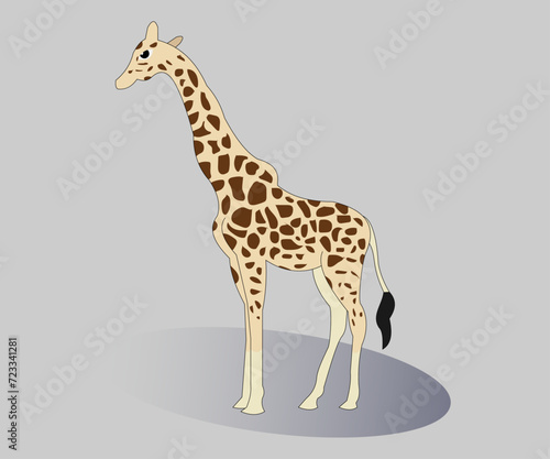 giraffe on white