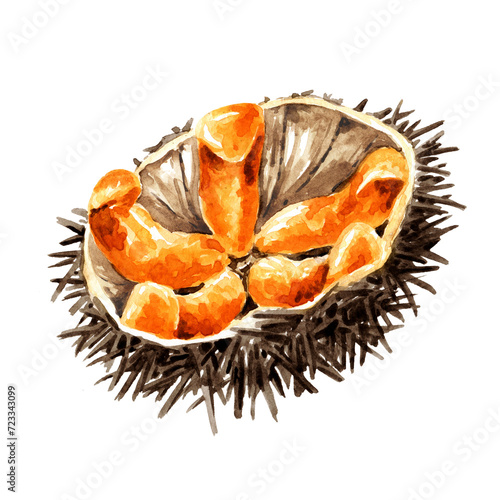 Sea urchin with caviar.  Hand drawn watercolor illustration, isolated on white background photo