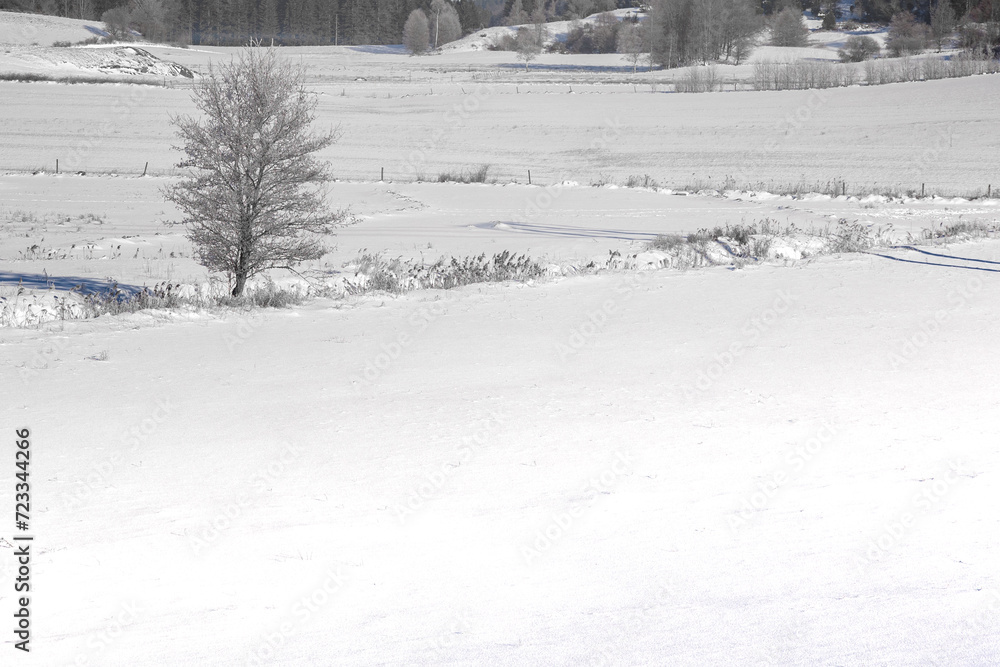 Obraz premium Winter landscape field and tree. Copy space for text