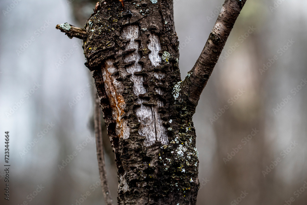Fototapeta premium Sapsucker Holes on Tree.