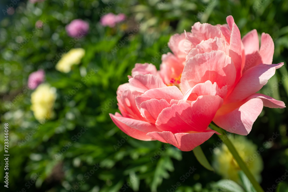 Obraz premium One pink peony on blurred garden background at the sunny day. Flower bud shot at close range for publication, design, poster, calendar, post, screensaver, wallpaper, cover. High quality photo