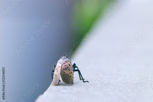 Closeup Macro of a Spotted Lanternfly