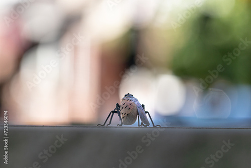Closeup Macro of a Spotted Lanternfly