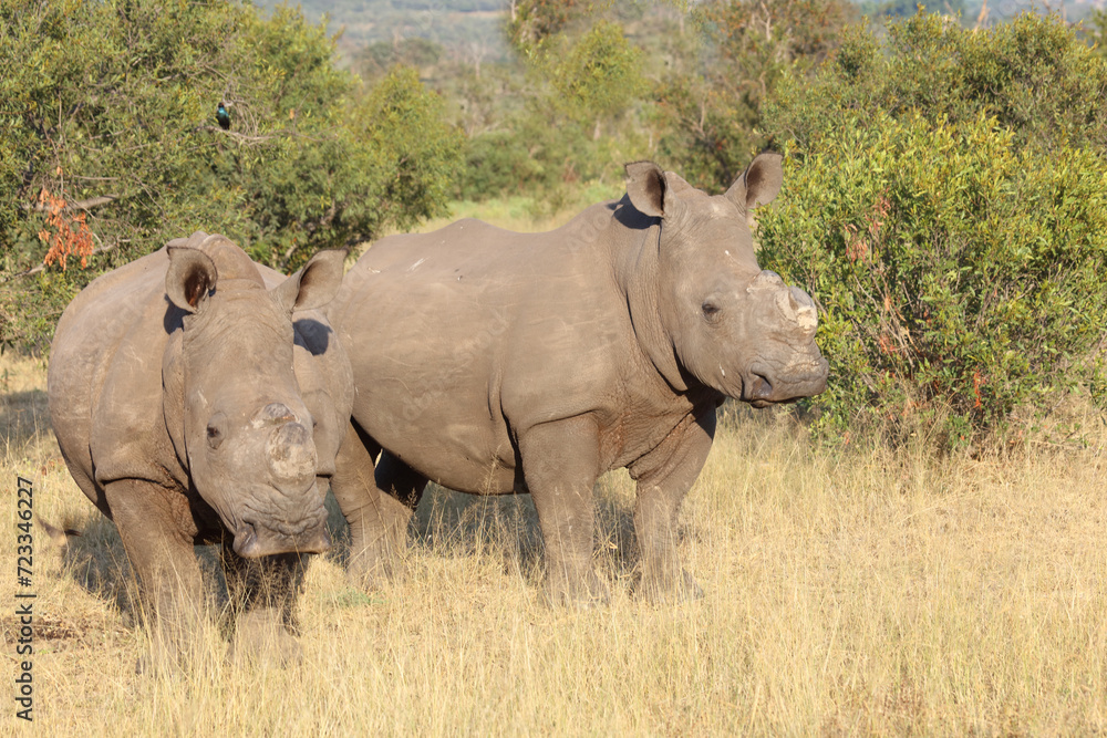 Breitmaulnashorn / Square-lipped rhinoceros / Ceratotherium simum.. Breitmaulnashorn / Square-lipped rhinoceros / Ceratotherium simum..