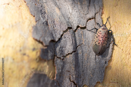 Closeup Macro of a Spotted Lanternfly