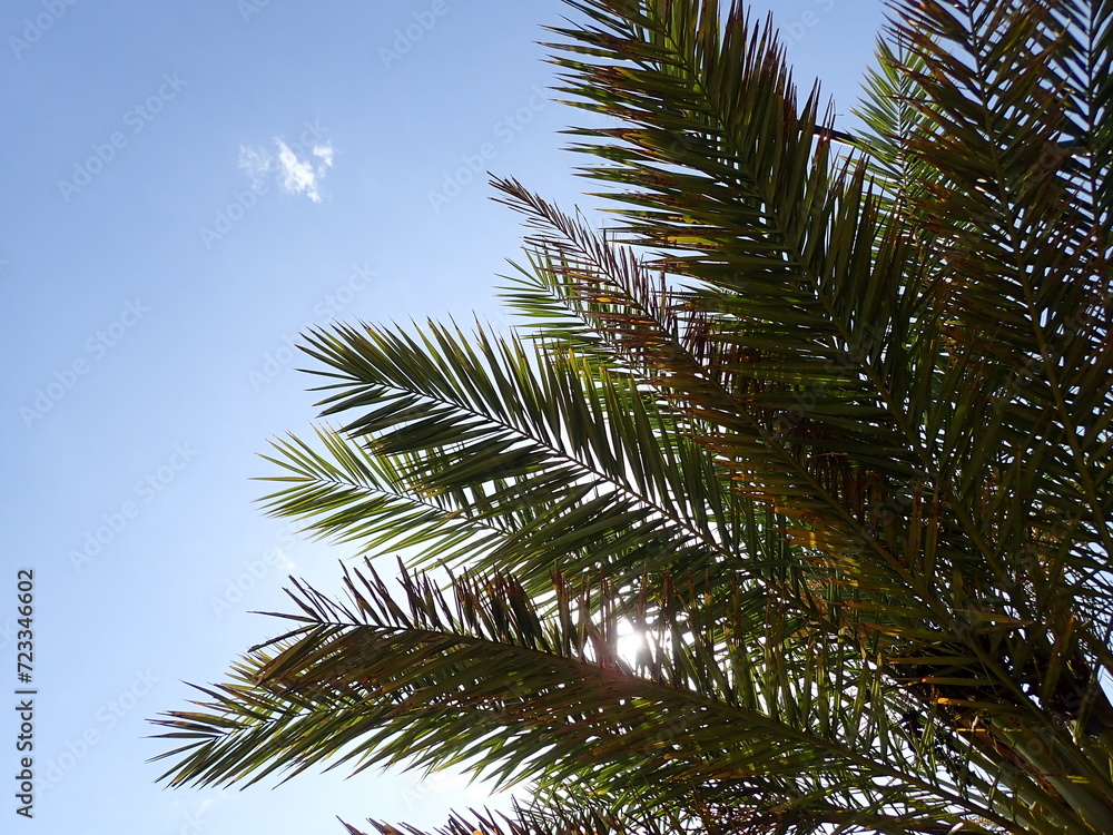 Date palm trees in Algeria, Plantation of date palms for healthy food production is rapidly developing agriculture in desert areas of deserts of North Africa (Algeria, Libya, Tunisia, Morocco). fruits Date palm trees in Algeria, Plantation of date palms for healthy food production is rapidly developing agriculture in desert areas of deserts of North Africa (Algeria, Libya, Tunisia, Morocco). fruits