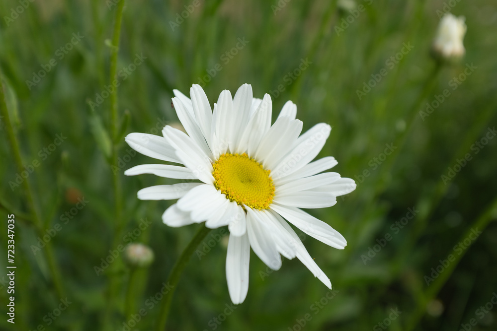 Chamomile with white petals in grass. Daisy flower on summer field for poster, calendar, post, screensaver, wallpaper, postcard, banner, cover, website. High quality photo Chamomile with white petals in grass. Daisy flower on summer field for poster, calendar, post, screensaver, wallpaper, postcard, banner, cover, website. High quality photo