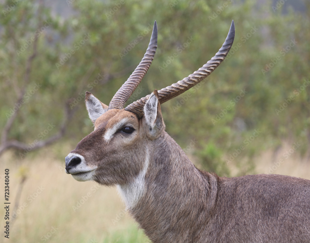 Wasserbock / Waterbuck / Kobus ellipsiprymnus Wasserbock / Waterbuck / Kobus ellipsiprymnus