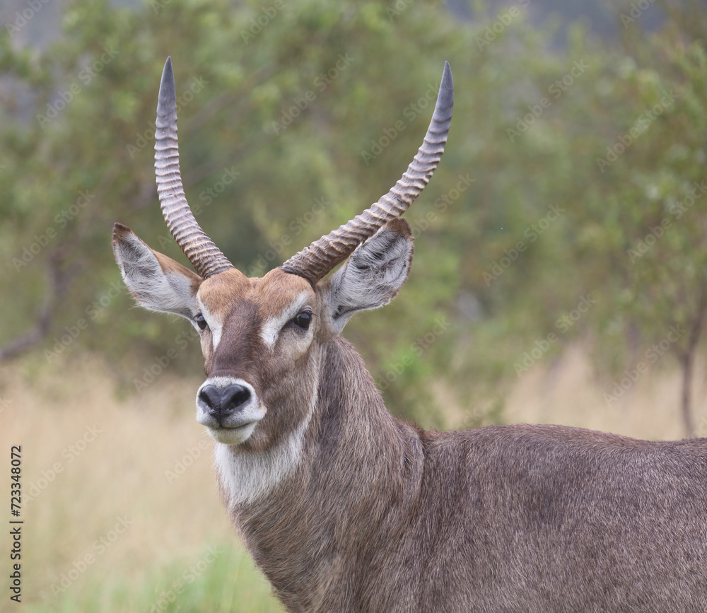 Wasserbock / Waterbuck / Kobus ellipsiprymnus Wasserbock / Waterbuck / Kobus ellipsiprymnus