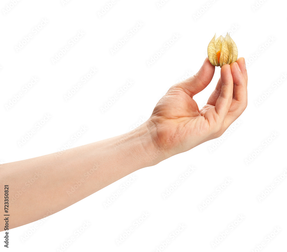 Fototapeta premium physalis in hand path isolated on white