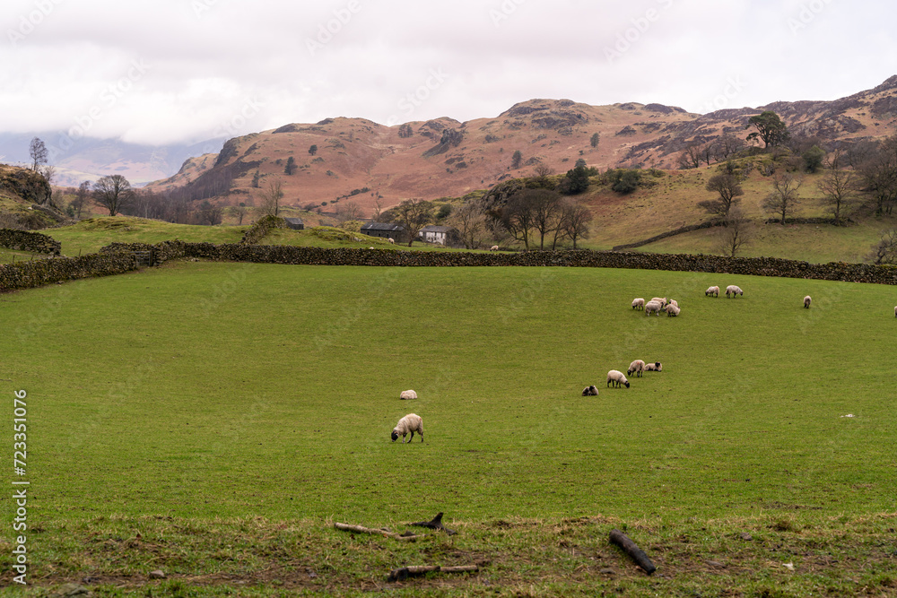 sheep in the meadows 