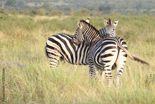 Steppenzebra / Burchell's zebra / Equus quagga burchellii