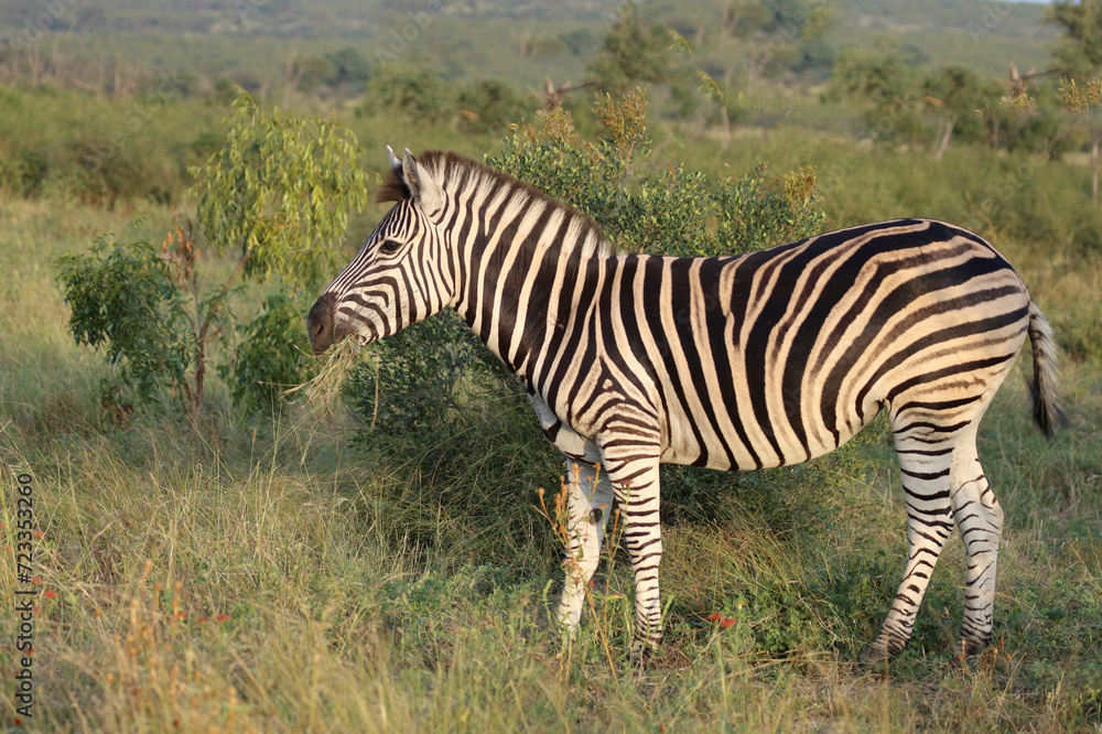 Steppenzebra / Burchell's zebra / Equus quagga burchellii Steppenzebra / Burchell's zebra / Equus quagga burchellii