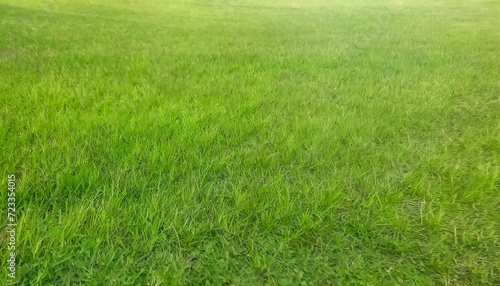 close up of green grass texture background with copy space