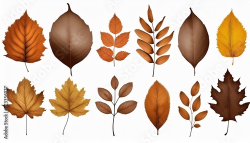 set of various brown dry leaves isolated colorful of autumn season autumn leaf background