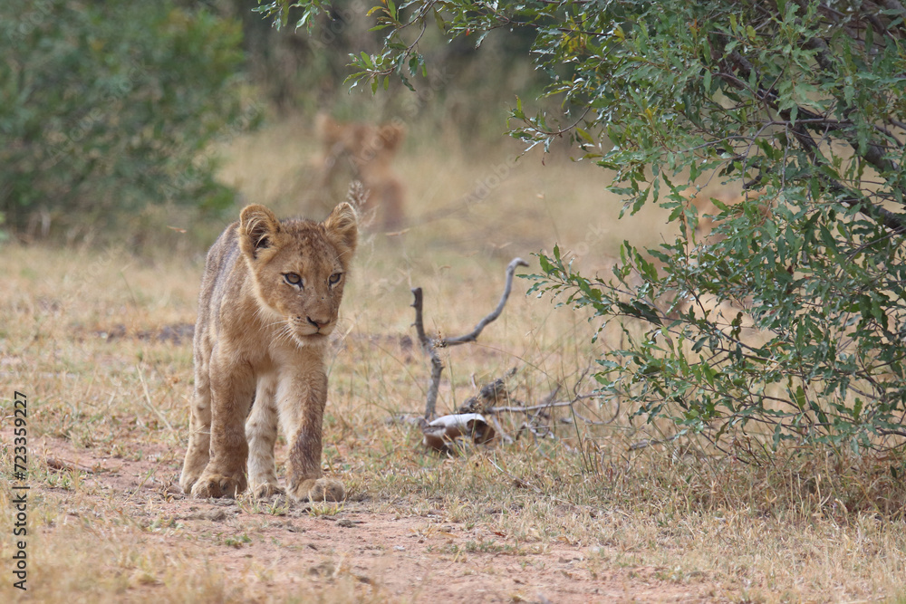 Fototapeta premium Afrikanischer Löwe / African lion / Panthera leo...