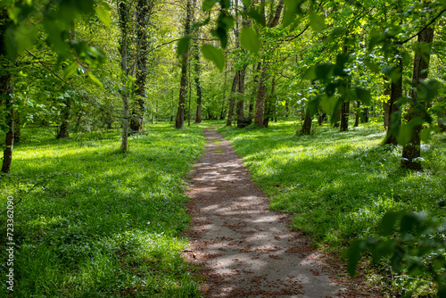 A pedestrian trail going through a forest in spring