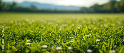 Expansive Green Meadow with Dew Drops Glistening on Grass Blades in Early Morning Light