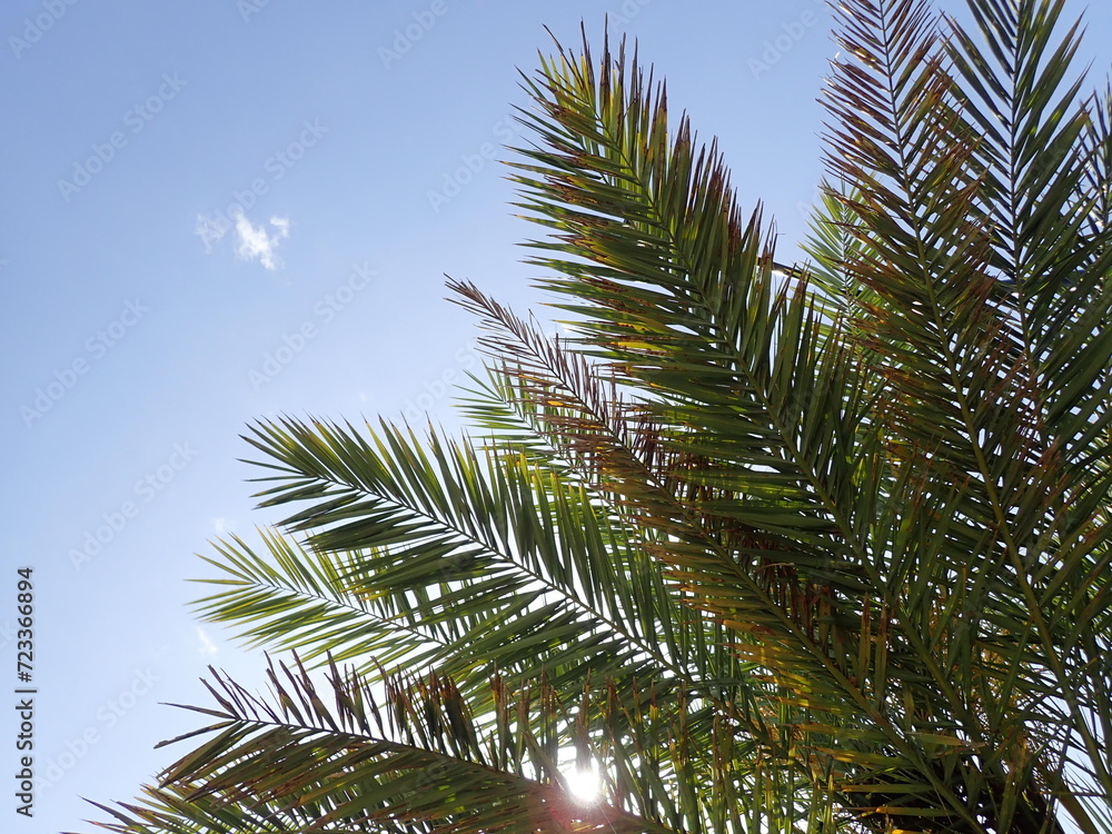 Date palm trees in Algeria, Plantation of date palms for healthy food production is rapidly developing agriculture in desert areas of deserts of North Africa (Algeria, Libya, Tunisia, Morocco). fruits Date palm trees in Algeria, Plantation of date palms for healthy food production is rapidly developing agriculture in desert areas of deserts of North Africa (Algeria, Libya, Tunisia, Morocco). fruits