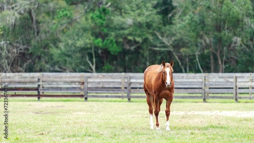Horse in Pasture photo