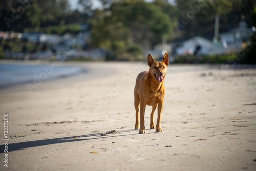 kelpie dog on a beach and in the australian bush in a park photo