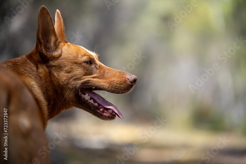 kelpie dog on a beach and in the australian bush in a park