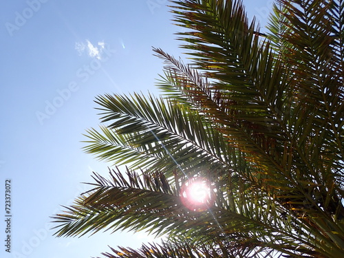 Date palm trees in Algeria, Plantation of date palms for healthy food production is rapidly developing agriculture in desert areas of deserts of North Africa (Algeria, Libya, Tunisia, Morocco). fruits photo