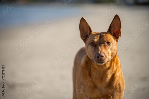 kelpie dog on a beach and in the australian bush in a park photo