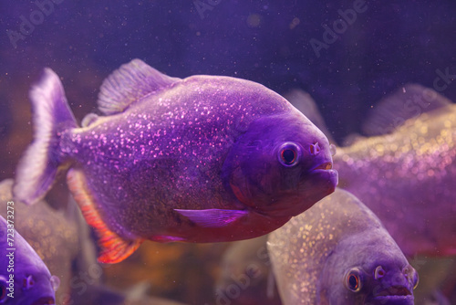 underwater photography of fish Pygocentrus nattereri