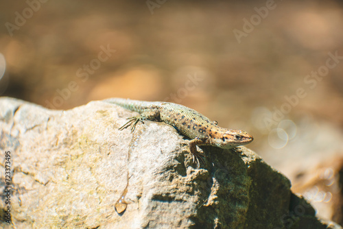a lizard basks on a stone