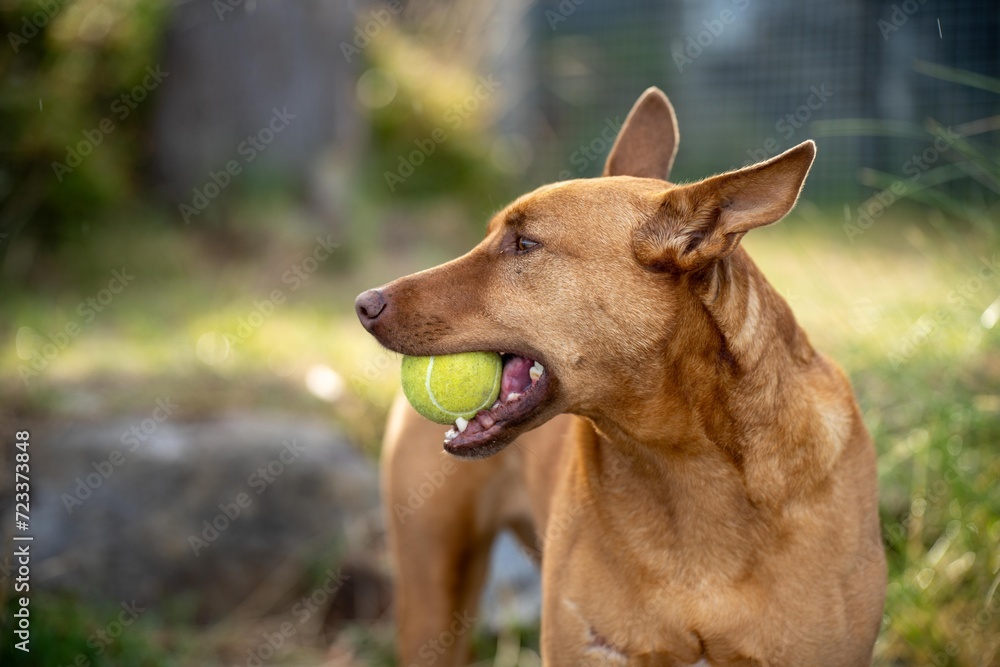 Naklejka premium kelpie dog on a beach and in the australian bush in a park