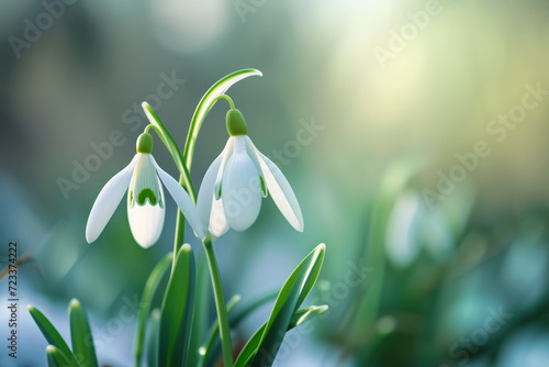 First spring flowers, wild snowdrops in the forest. Backdrop with selective focus and copy space