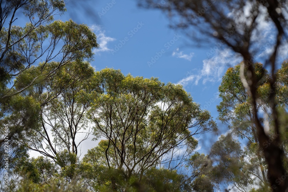 beautiful gum Trees and shrubs in the Australian bush forest. Gumtrees and native plants growing in Australia in spring beautiful gum Trees and shrubs in the Australian bush forest. Gumtrees and native plants growing in Australia in spring