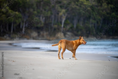 kelpie dog on a beach and in the australian bush in a park