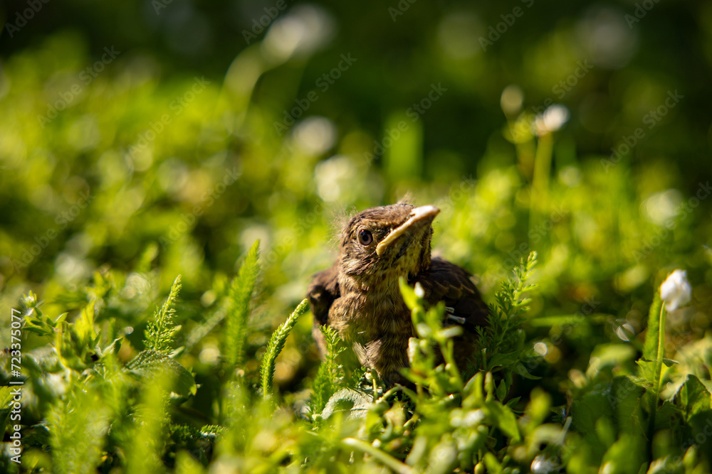 Obraz premium A baby common blackbird fallen from its nest hidden in the green yellow grass.