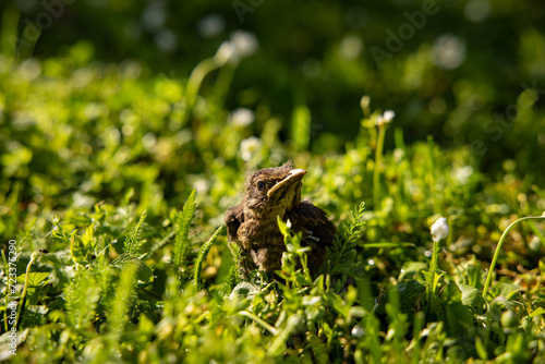 A baby common blackbird fallen from its nest hidden in the green yellow grass. © Silviya Stoyanova
