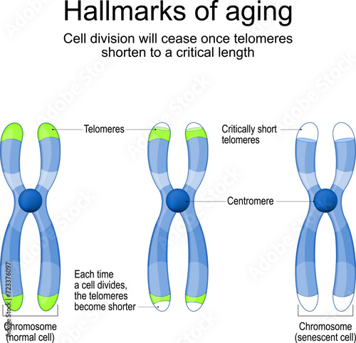 Hallmarks of aging photo