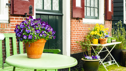 A pot of violet pansies stands on a table outside the house against a backdrop of early spring flowers. A terracotta pot with pansies close-up in Dutch style. Rustic style in spring garden design.