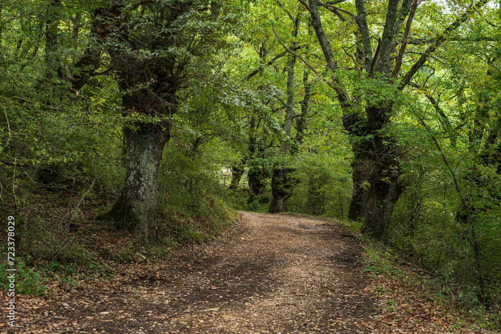 typical oak grove, near metal fountain, Aizkorri-Aratz Natural Park, Alava, Spain typical oak grove, near metal fountain, Aizkorri-Aratz Natural Park, Alava, Spain