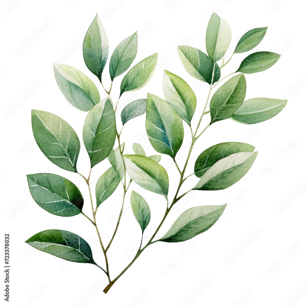 Watercolor eucalyptus leaves and branches. clipart for design. elements, isolated on transparent background.