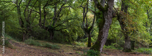 typical oak grove, near metal fountain, Aizkorri-Aratz Natural Park, Alava, Spain photo
