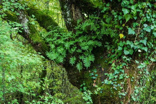 Fototapeta Naklejka Na Ścianę i Meble -  typical oak grove, near metal fountain, Aizkorri-Aratz Natural Park, Alava, Spain