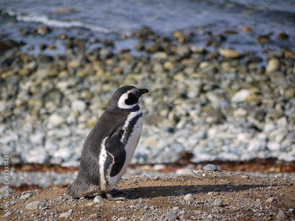 Naklejka premium Magellanic penguin colony on Isla Magdalena in Chilean Patagonia
