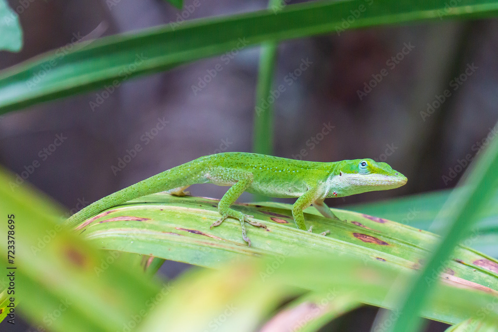 Green Anole Lizard on Leaf