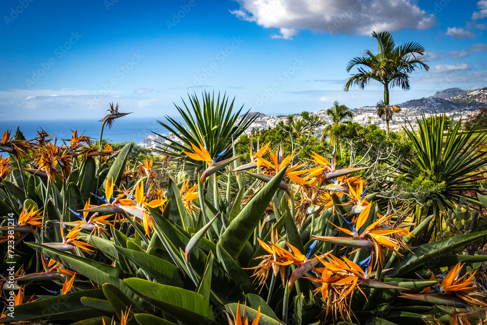strelitzias, botanical garden in funchal, monte, madeira, jardim botanico madeira, garden, tropical flowers, view, ocean, strelitzias, botanical garden in funchal, monte, madeira, jardim botanico madeira, garden, tropical flowers, view, ocean,